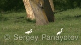 Video of Little Egret - Little Egret in the spring